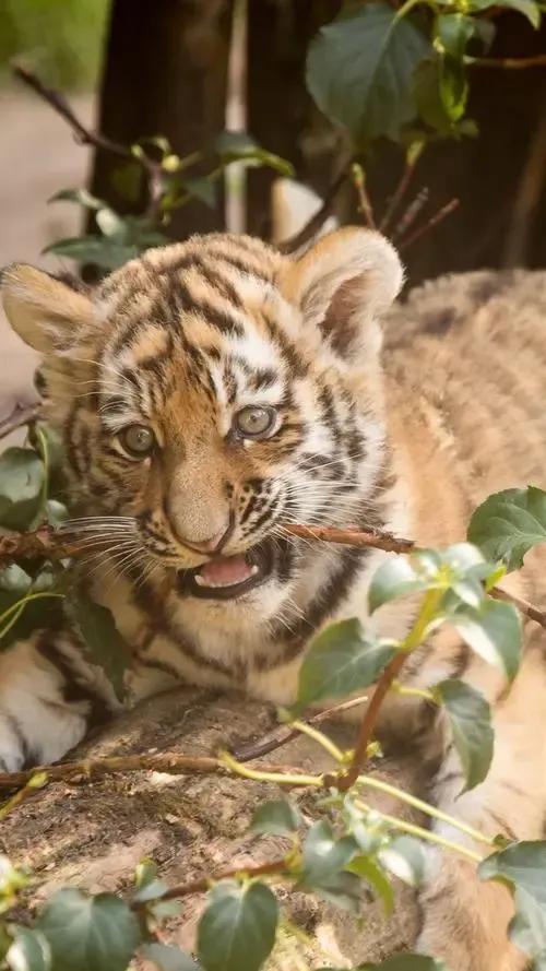 戏说老虎图文杂汇