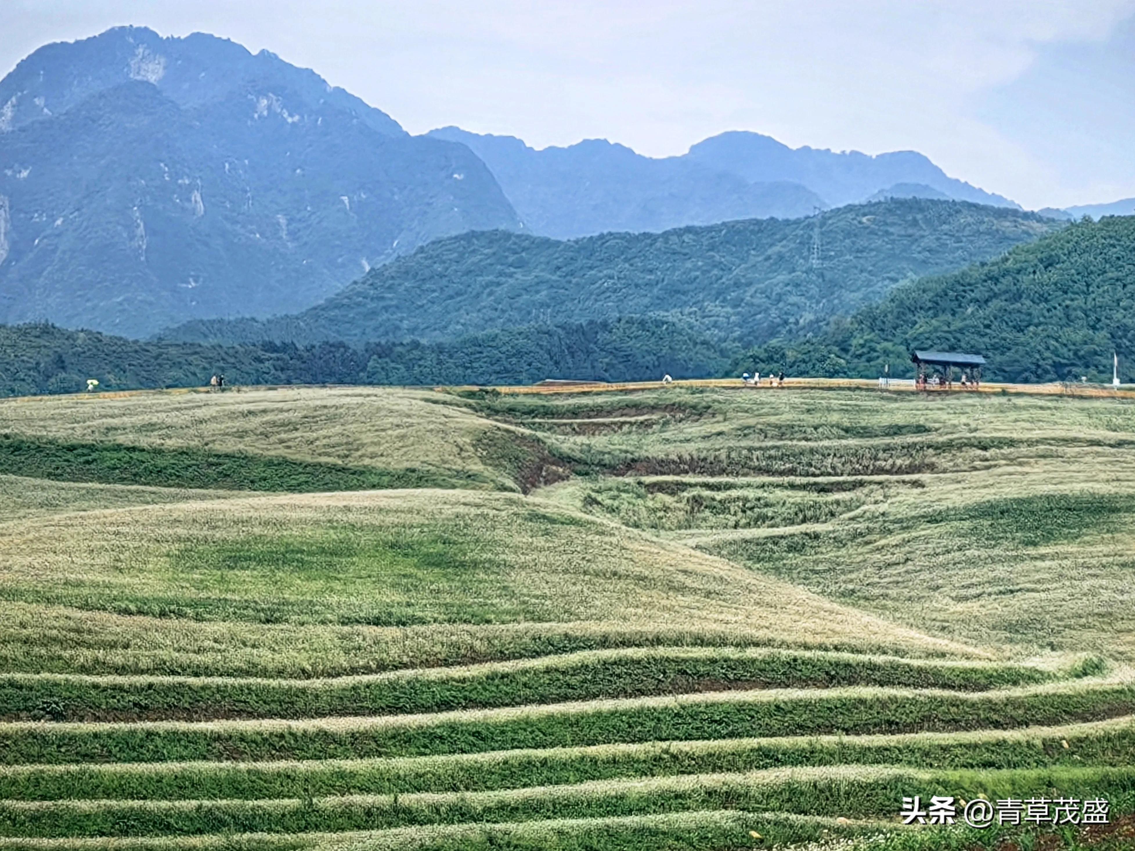 西安蓝田荞麦岭景区,蓝田荞麦岭日出美景视频