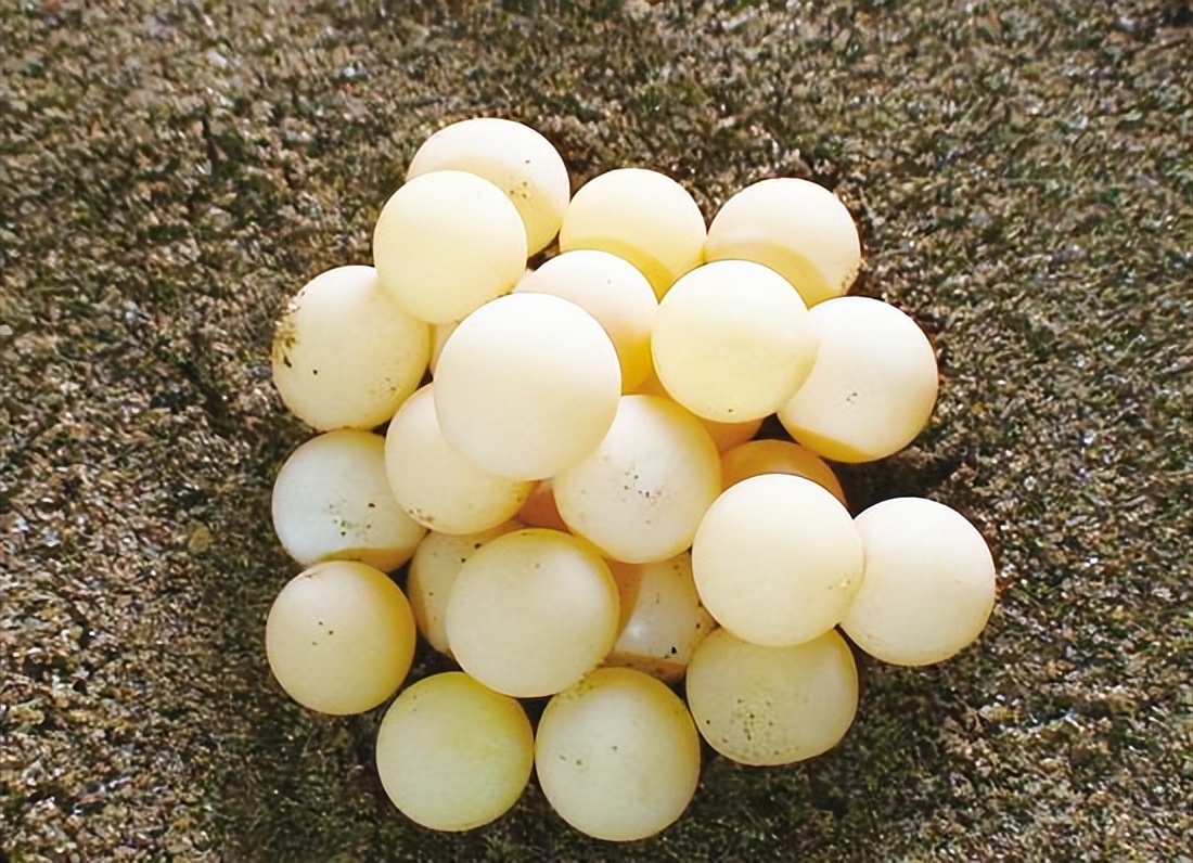 国家为什么停用糖丸,糖丸什么时候停用