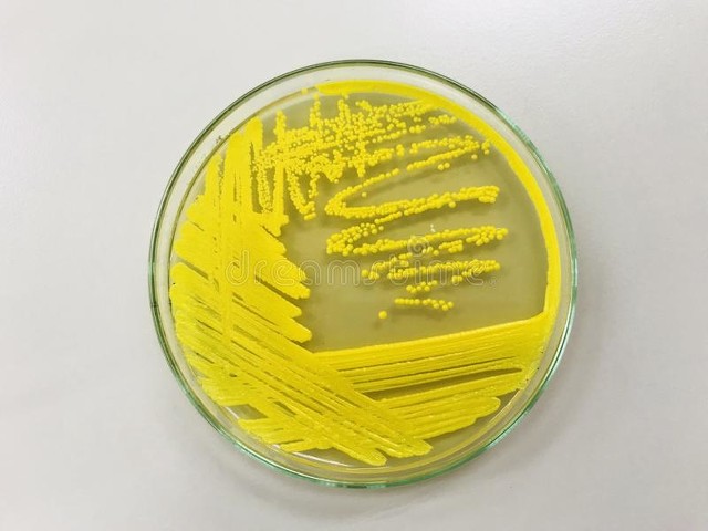 海鲜的药理作用和毒性