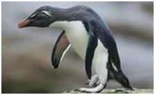 鸟类在分类学中统称为什么,鸟纲分类总表