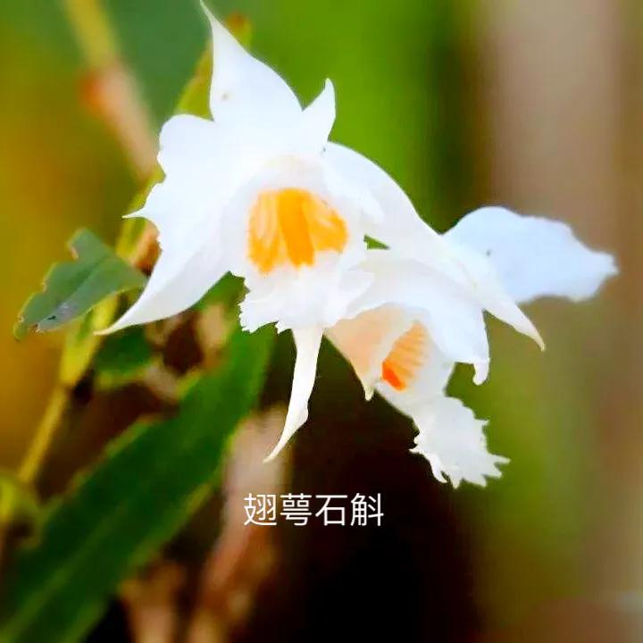 石斛花颜色金黄,大自然石斛花