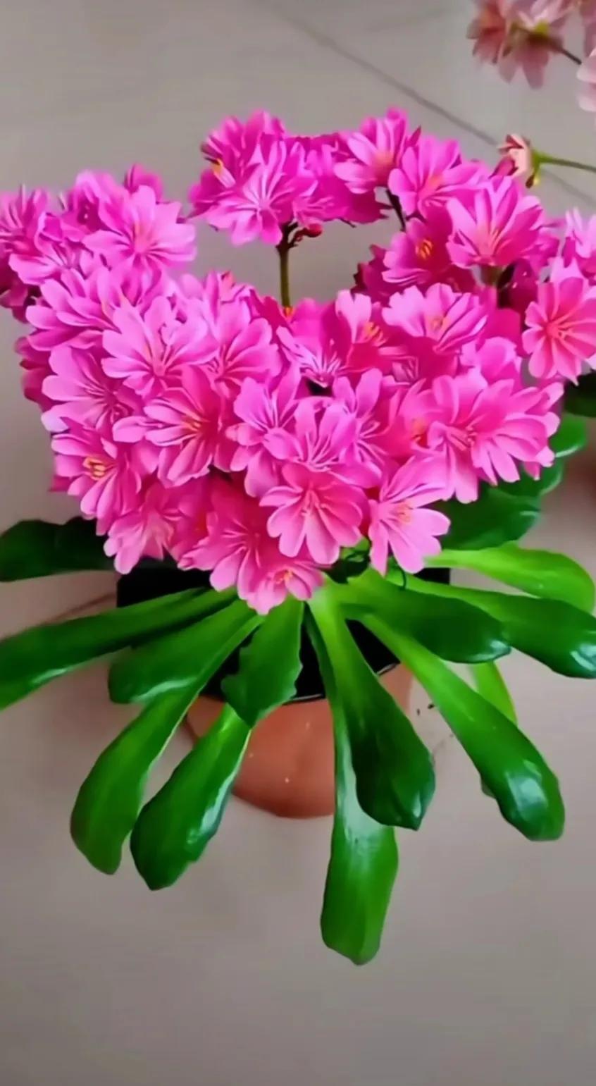 分享精美花朵图片,分享春天的图片大全