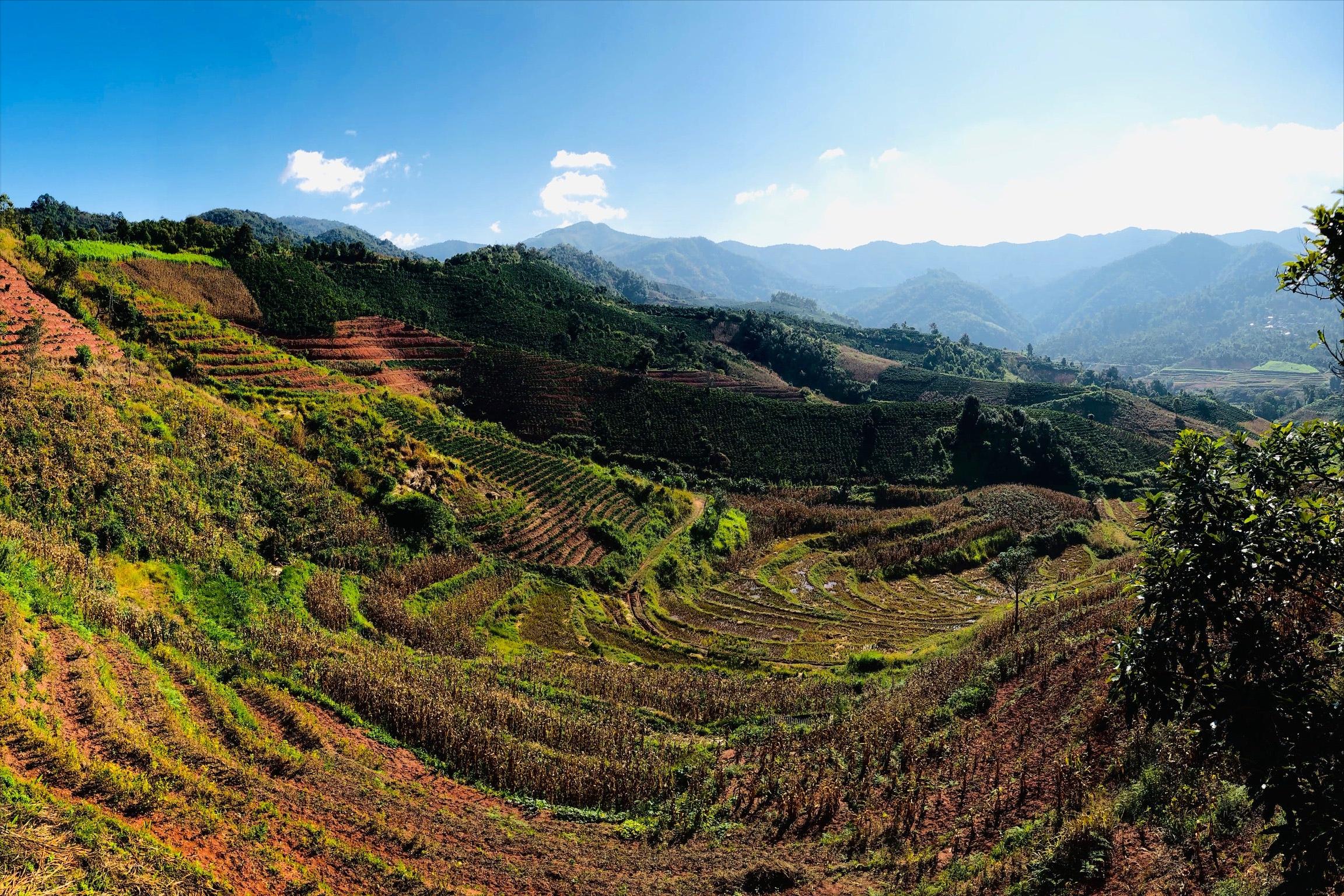 云南咖啡是真的咖啡么,云南咖啡跟进口咖啡的区别