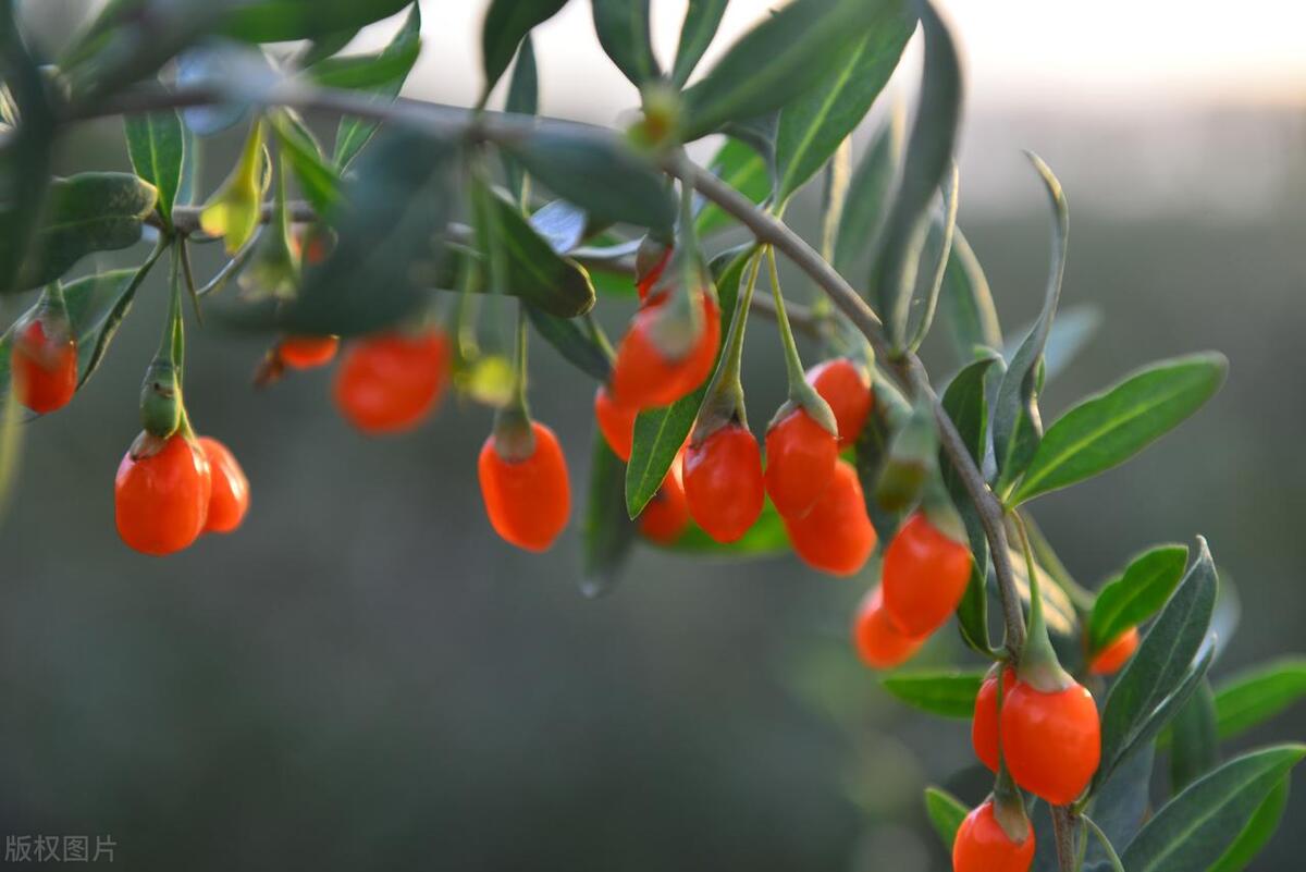 枸杞泡水喝了有什么好处和坏处,枸杞泡水喝好处虽多但也有讲究