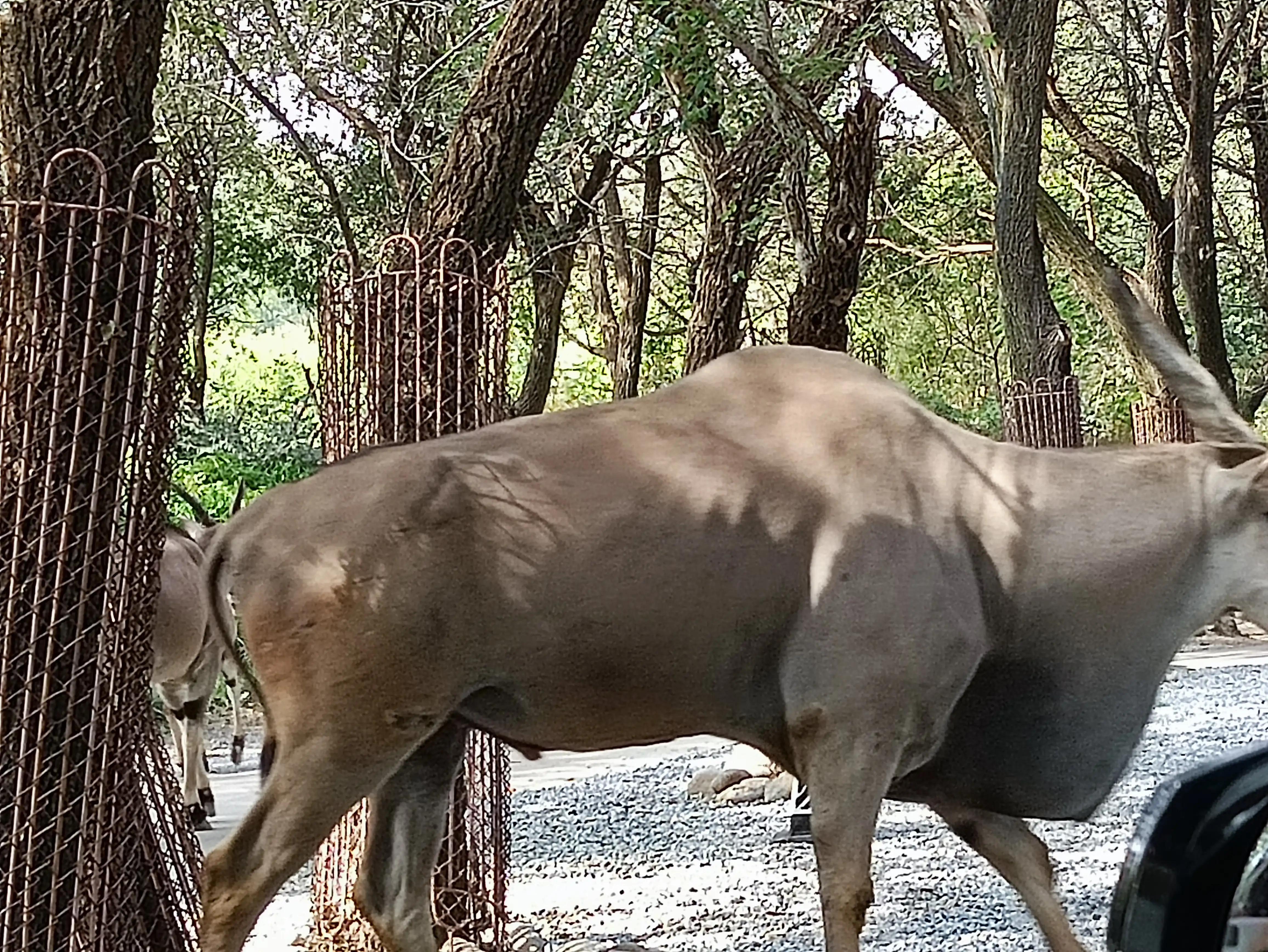 北京动物园和北京野生动物园区别,北京野生动物园狗妈妈和老虎狮子