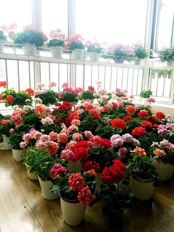 驱蚊虫重瓣大花天竺葵盆栽,天竺葵驱蚊虫吗