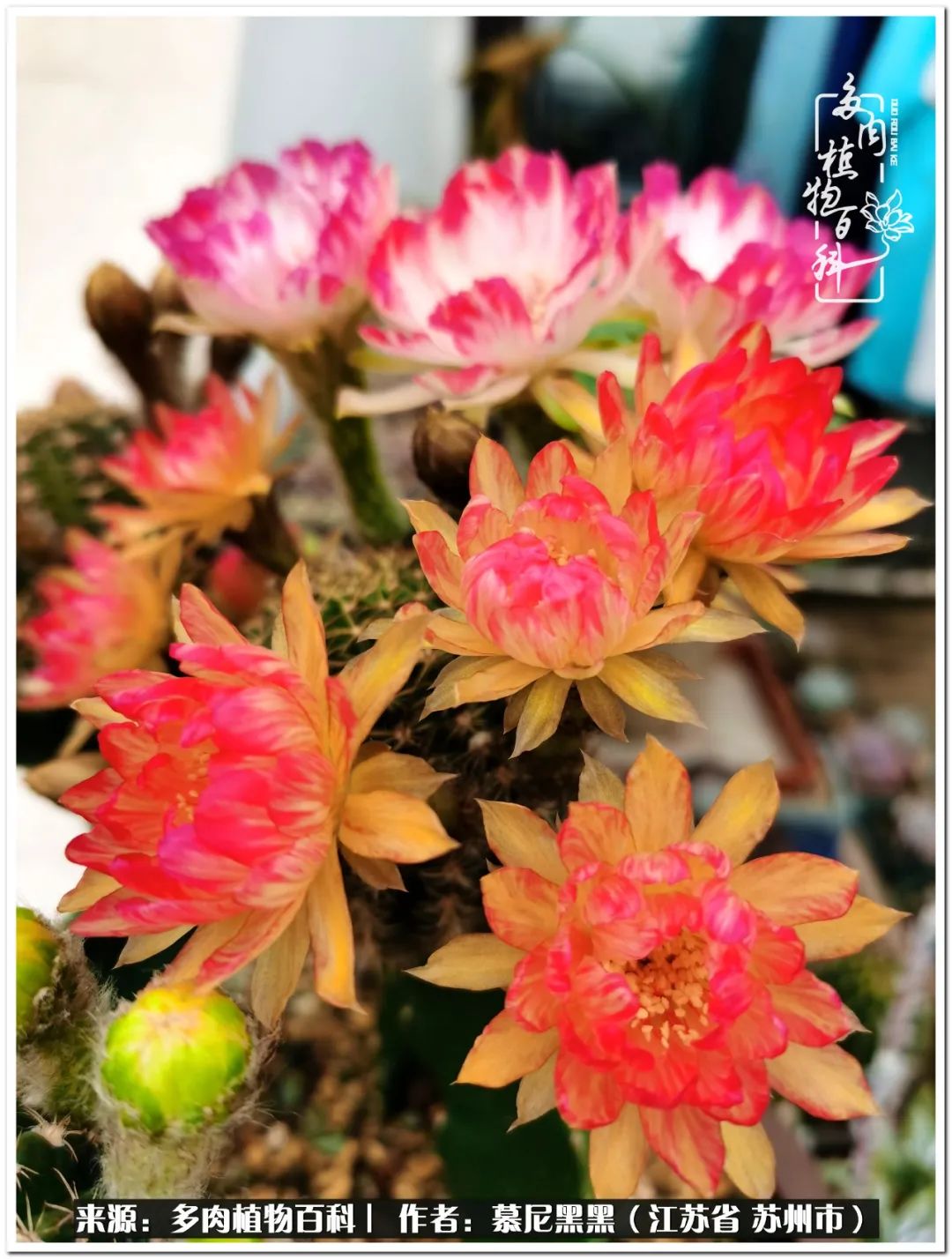 生活需要三分甜,生活需要一半禅意一半烟火