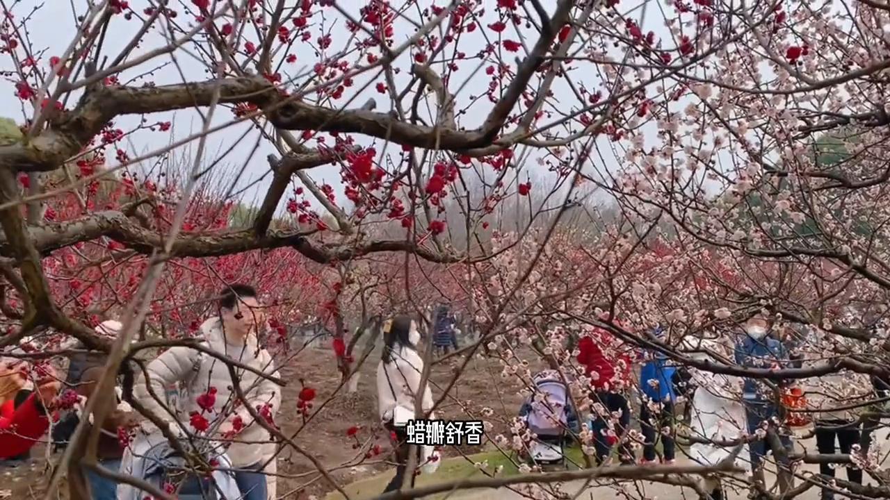 上海深度旅游攻略图,冬季上海旅游路线