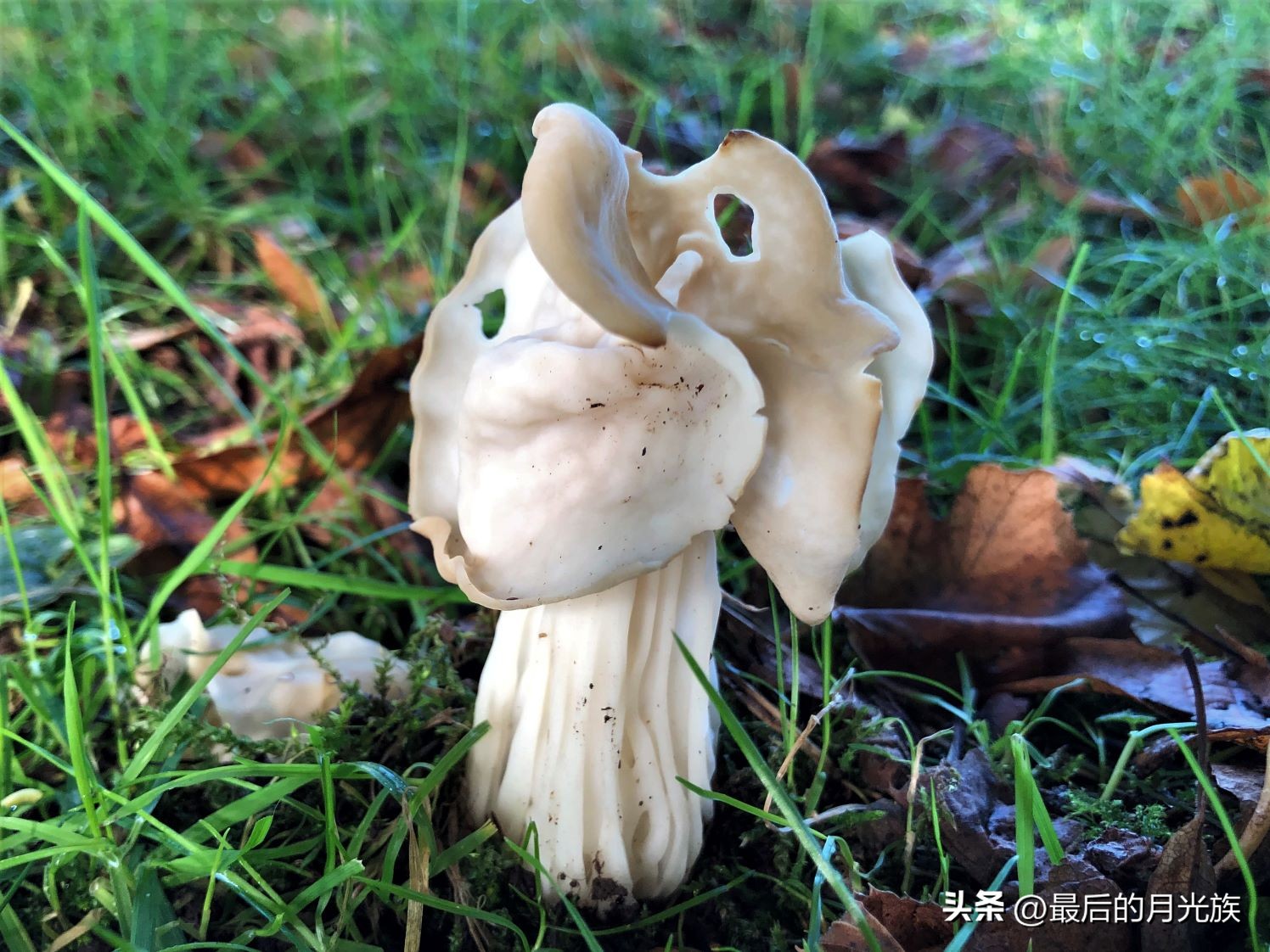 教你认识一下蘑菇,8种口味蘑菇