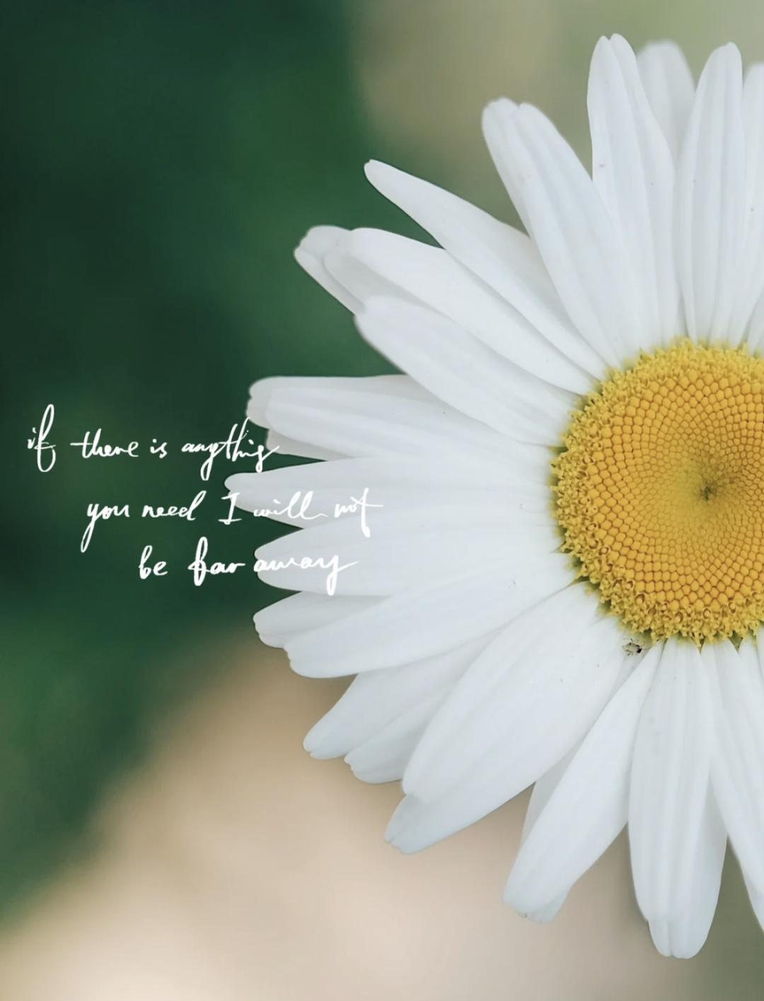 藏不住了快来乐山看花海,来一场唯美浪漫的邂逅