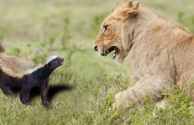 大鹅和平头哥,平头哥最新比赛谁赢了