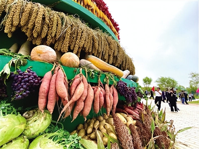 种好“菜园子”拎稳“菜篮子”——呼和浩特市打好“组合拳”推动蔬菜产业高质量发展