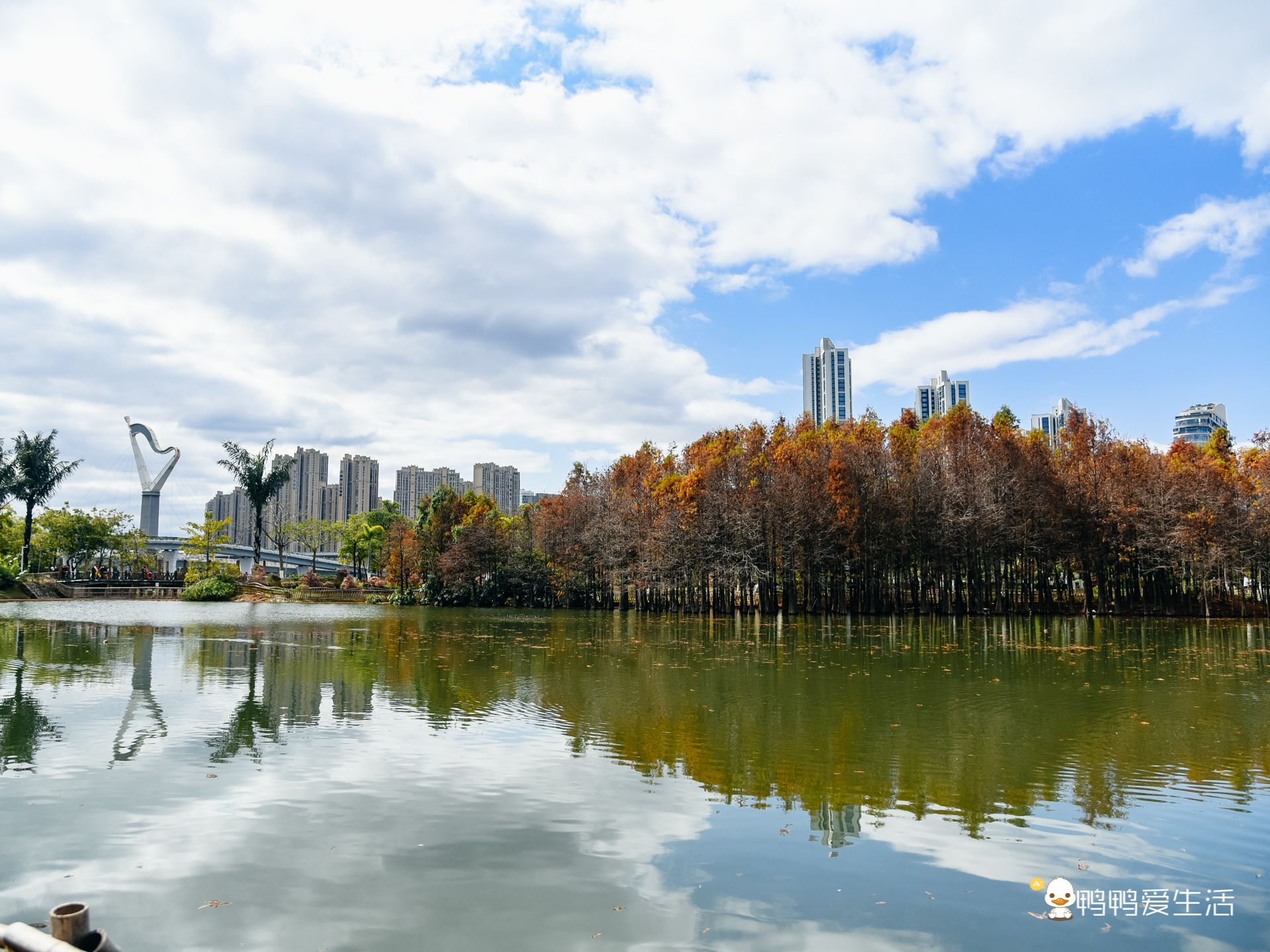 厦门园博苑郁金香有延期吗,厦门园博苑郁金香在哪里看