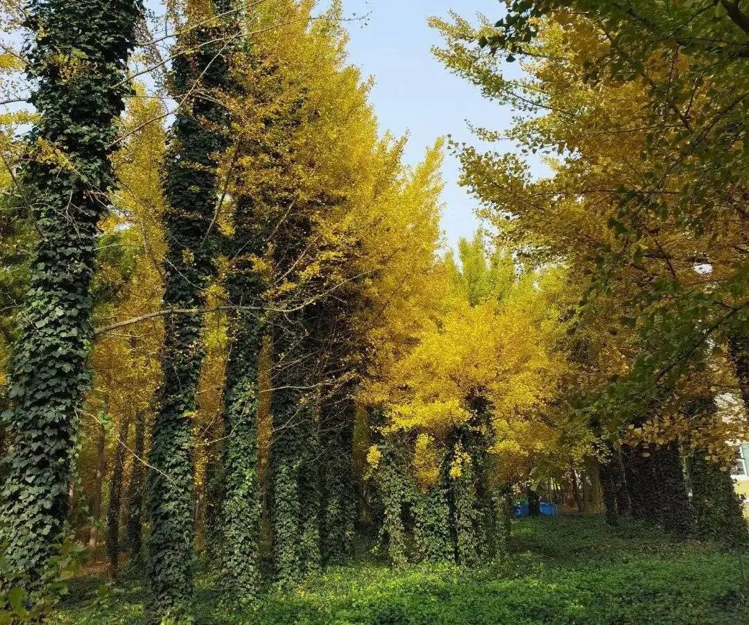 男友在网上撩妹该不该原谅,男朋友在网上和别人暧昧算出轨吗