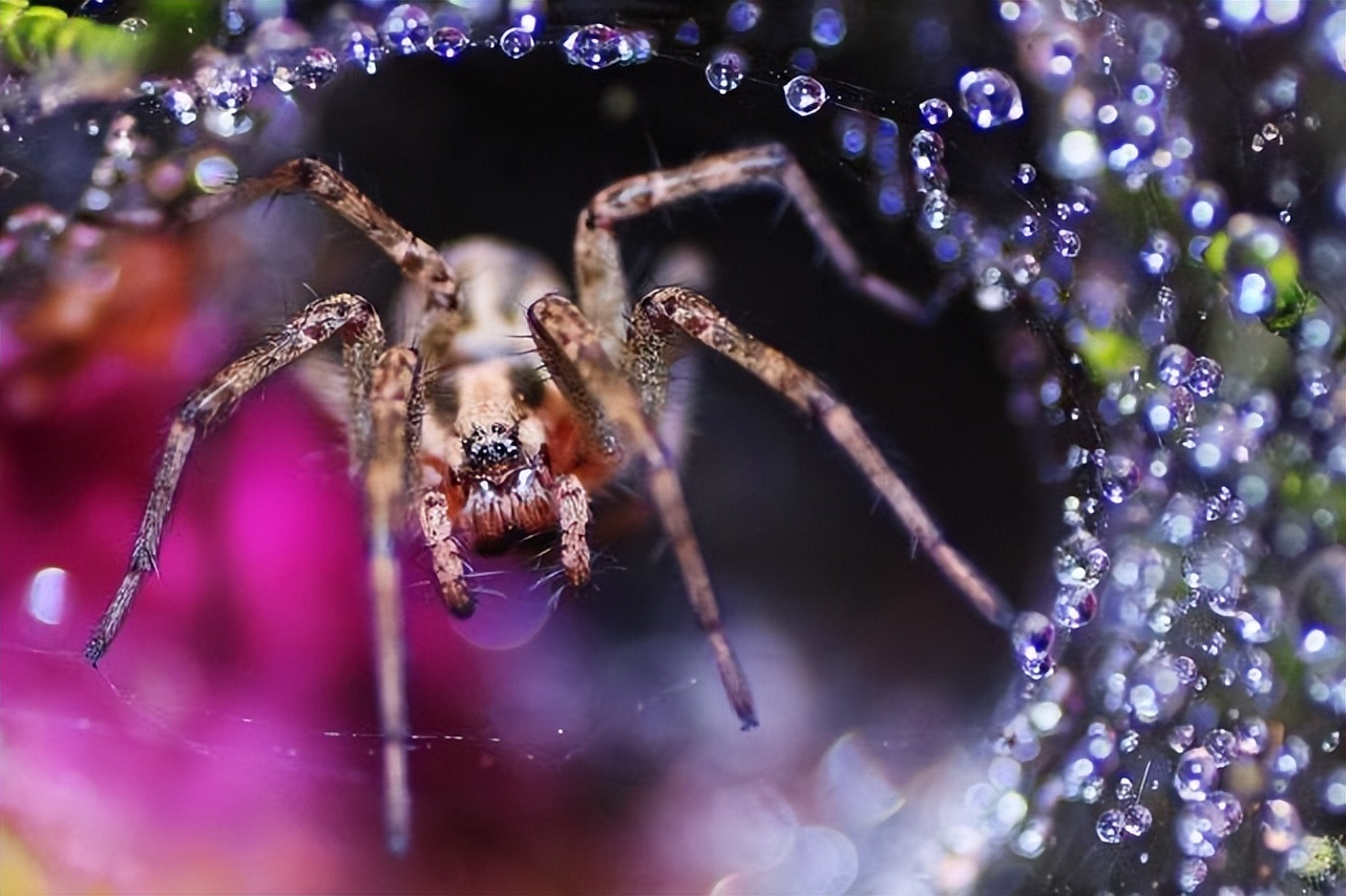 蜘蛛毒液有哪些,蜘蛛毒液对男性有好处吗