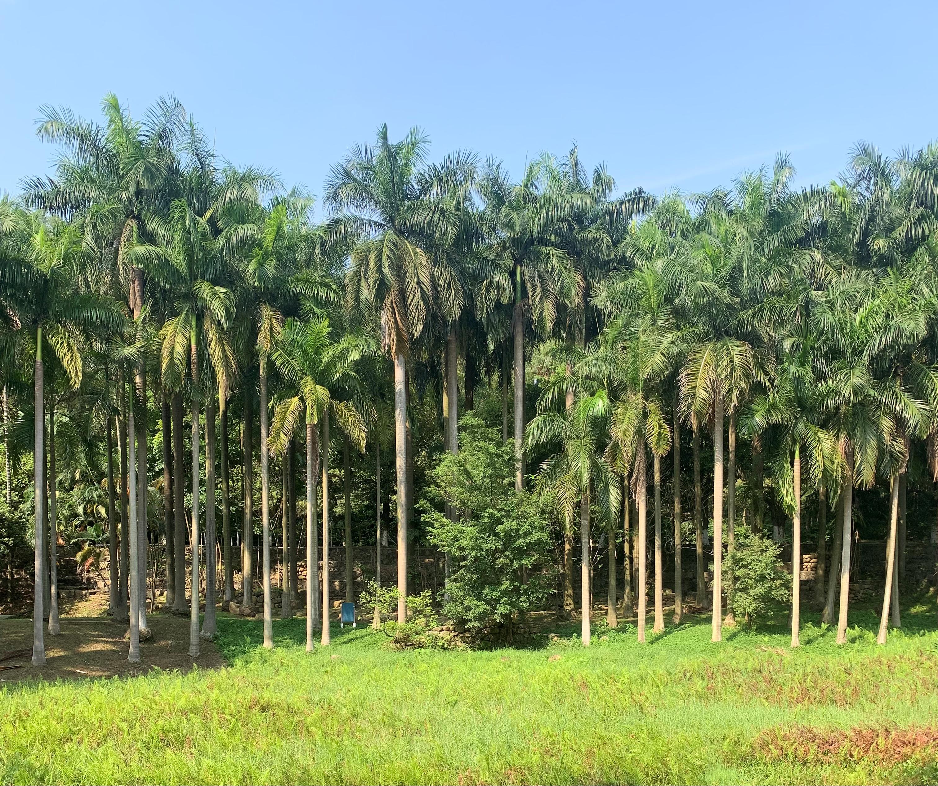 大夫山一日游自由行,大夫山一日游周记