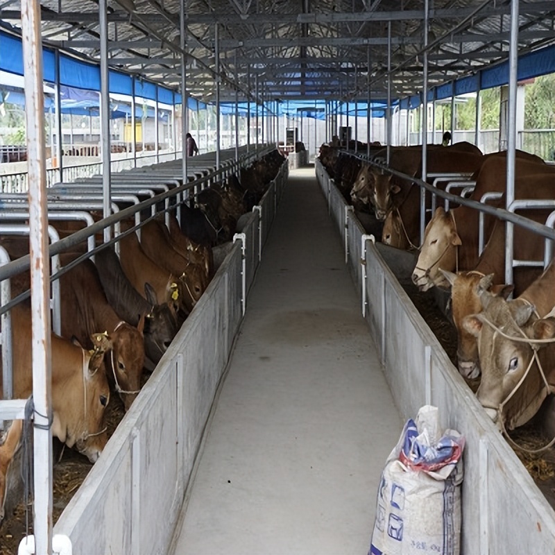 养殖动物品种大全,特种动物养殖品种