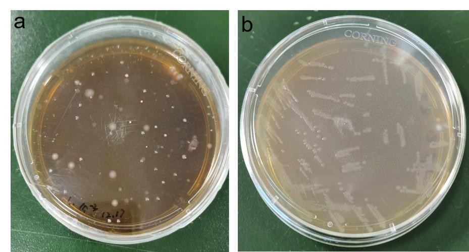 大白菜乳酸菌发酵,白甘蓝与紫甘蓝