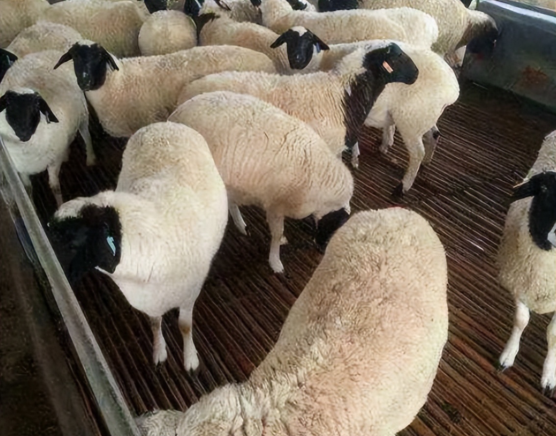 浅析高低比例棉籽壳饲粮对多浪羊消化代谢及微生物区系的影响