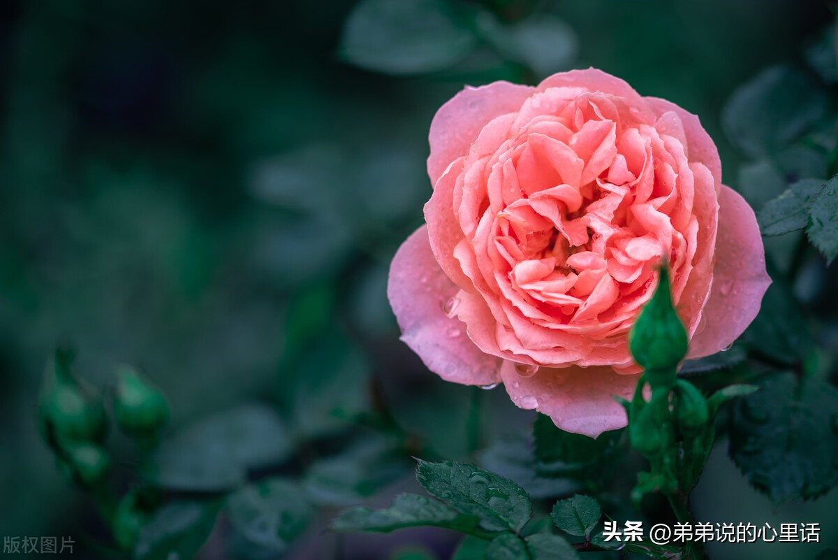 最深的爱给最好的你用英语表达,最深的爱给最好的你说说