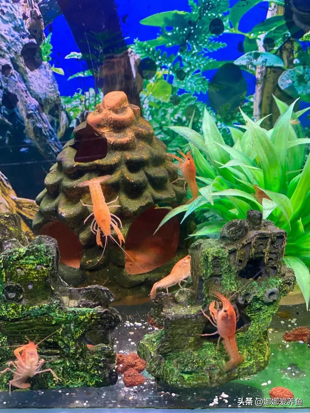 观赏鱼外寄治疗常用药,观赏鱼交叉感染常用药