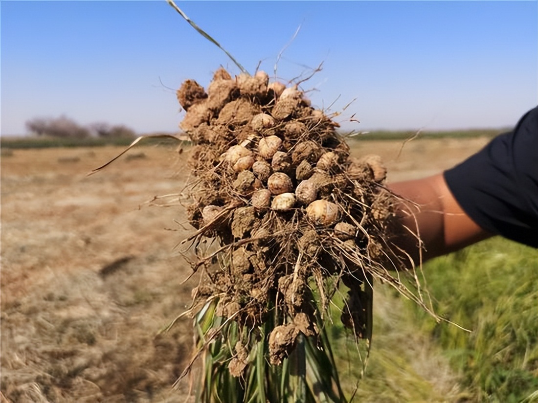 高油大豆高产栽培技术,高产油豆种