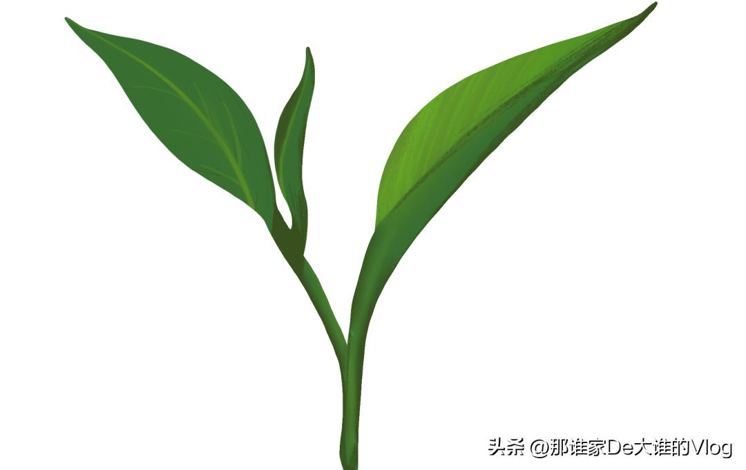 信阳毛尖今年入围十大名茶了吗,信阳毛尖是绿茶中的传统名茶吗
