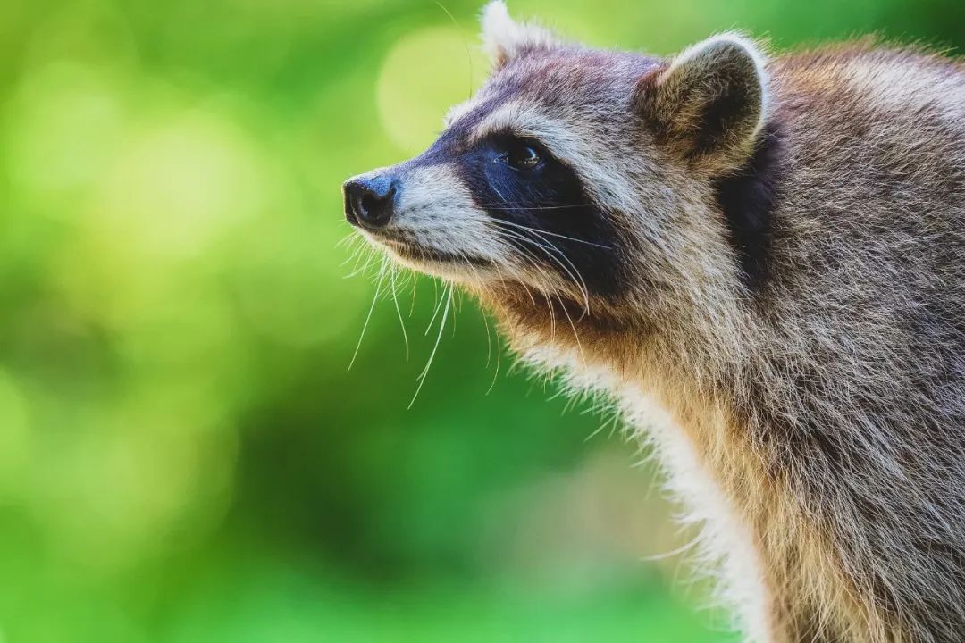 150-600mm超长焦镜头,150-600长焦镜头能拍多远