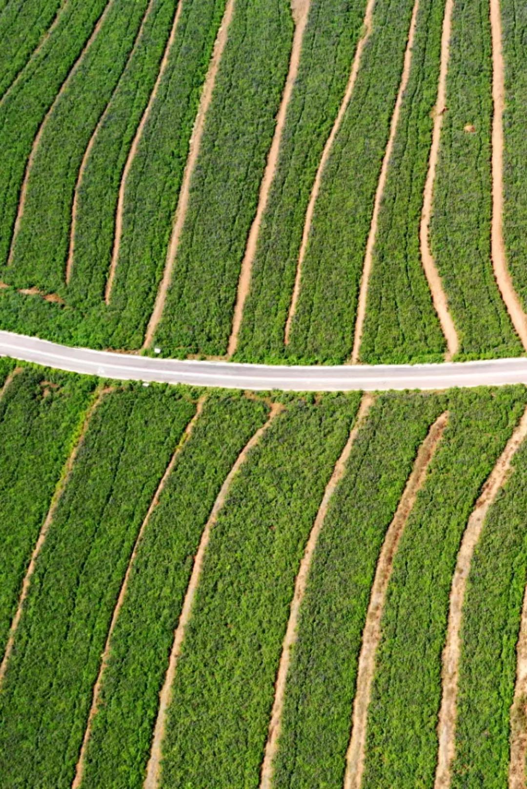 乡村运营日记,村庄日记最新