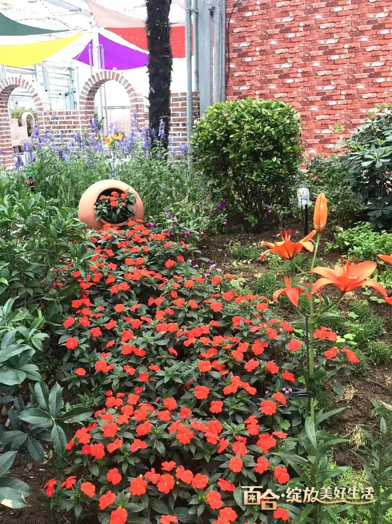 最美邂逅：百合博览园里美不胜收的名贵之花