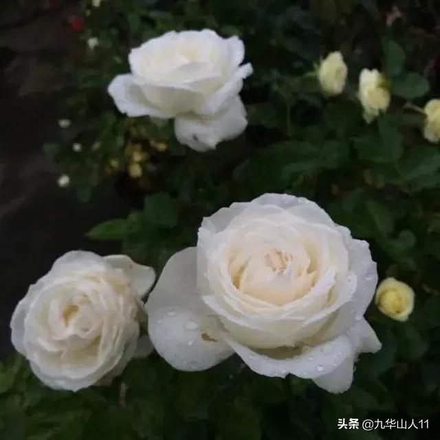 大花浓香勤花的月季品种,大花月季品种介绍大全图片及价格