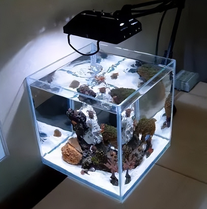 海水珊瑚缸鹦鹉螺,海水缸珊瑚视频大全