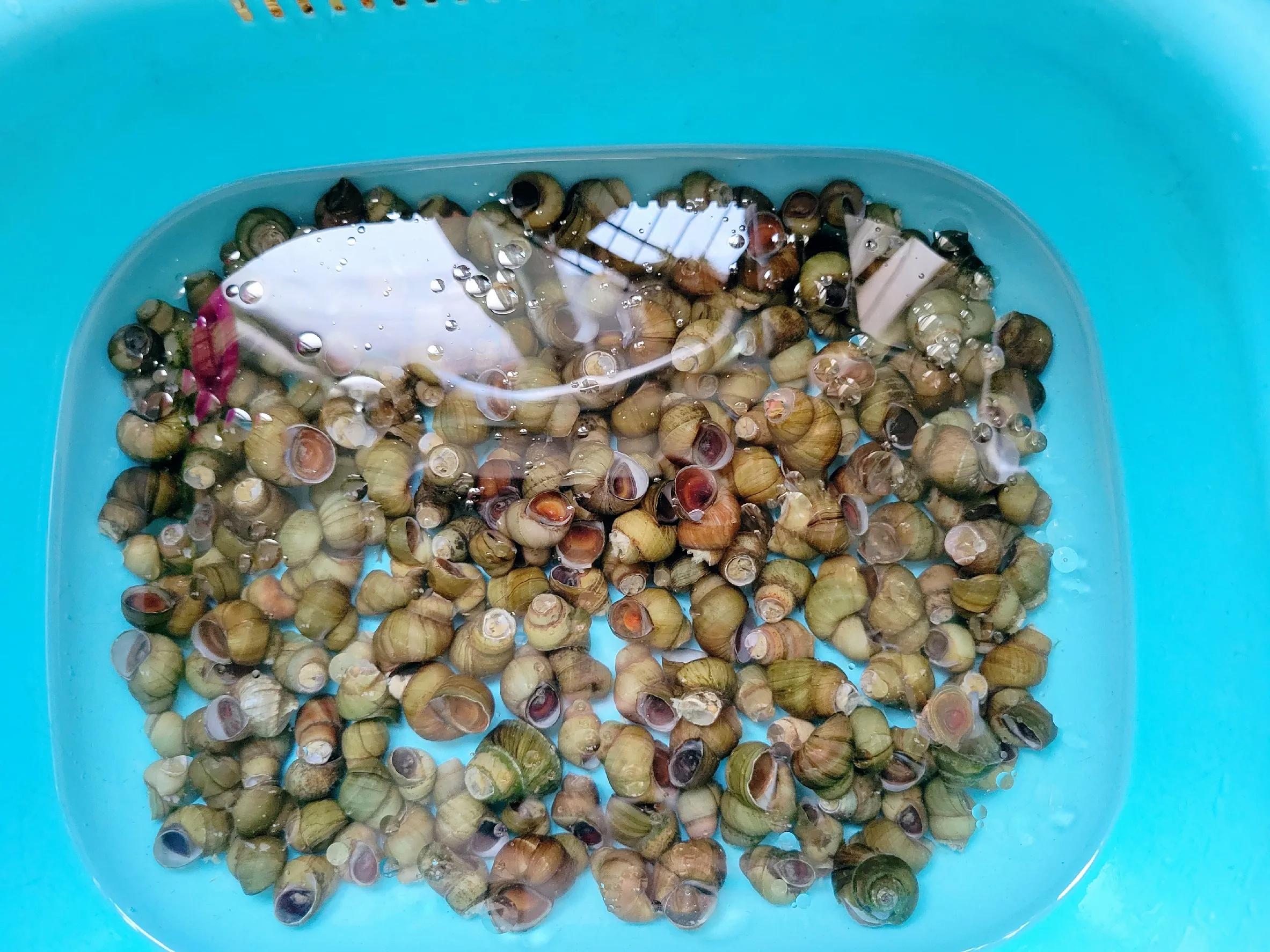 螺蛳怎么煮入味,贵州炒麻辣螺丝教学