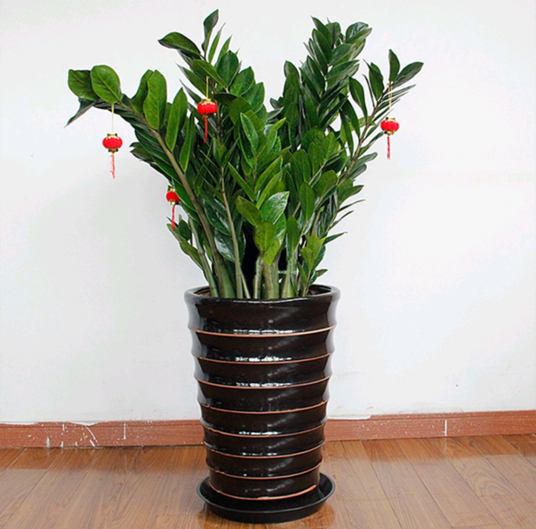 百花齐放春意浓群芳争艳,百花齐放喜迎新春