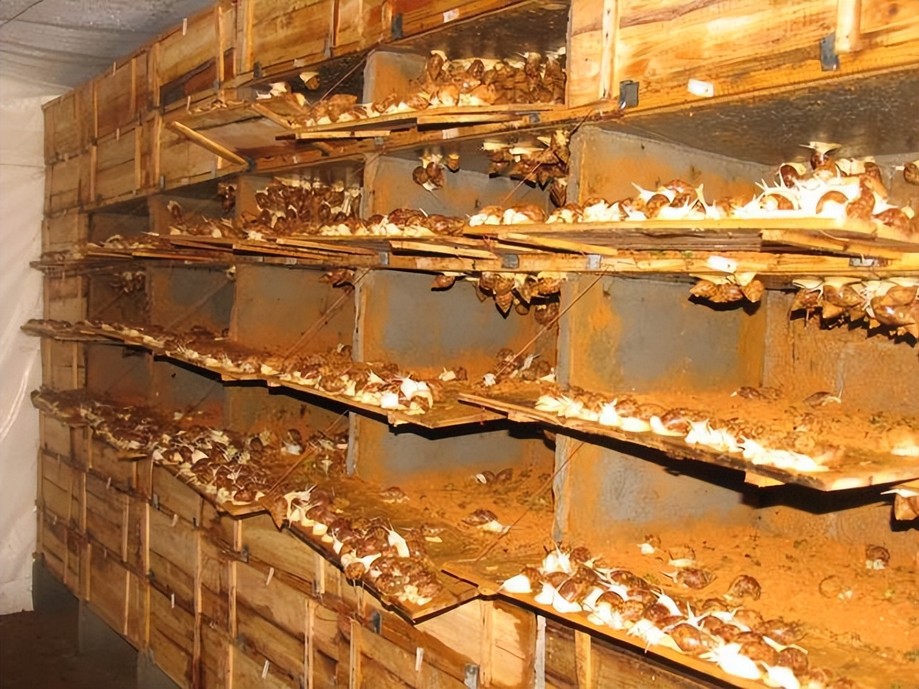 蜗牛可以做花肥吗,蜗牛做美容产品