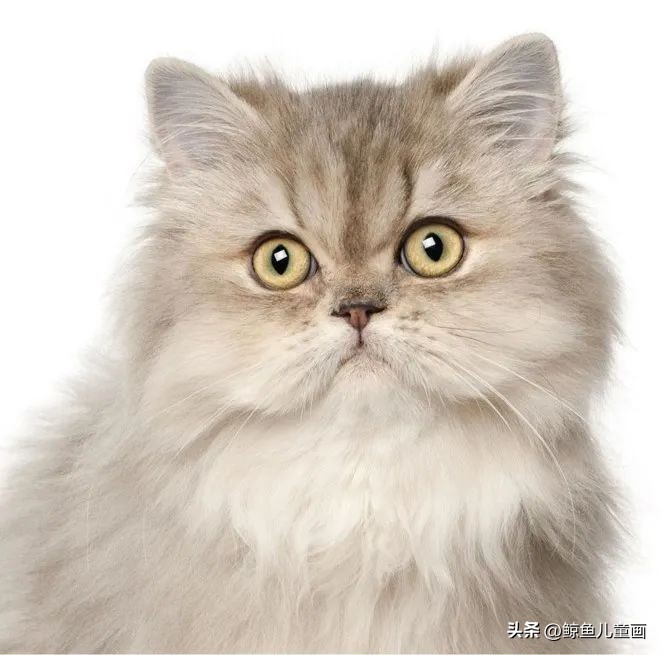 彩色猫咪视频大全集,彩色猫咪嘴里吐出来小动物变身