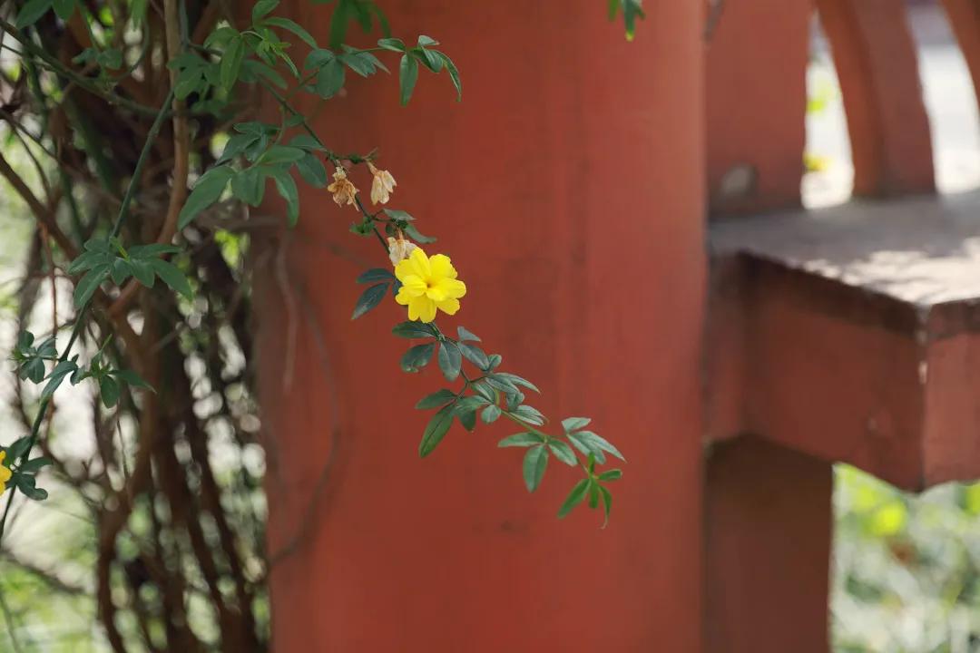 成都市双流区育英小学附近托管班,金桥中心小学被谁托管