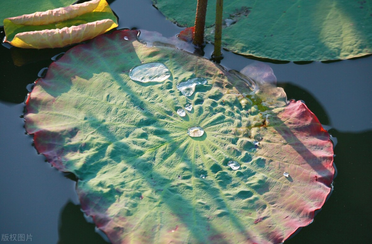 古诗词中荷花的意象思乡,荷花在古诗中表达的情感