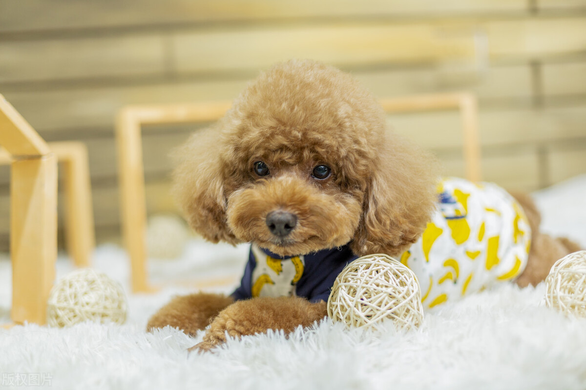 5种最受欢迎的狗狗你养了哪一种,最适合女生养的十一种可爱狗狗