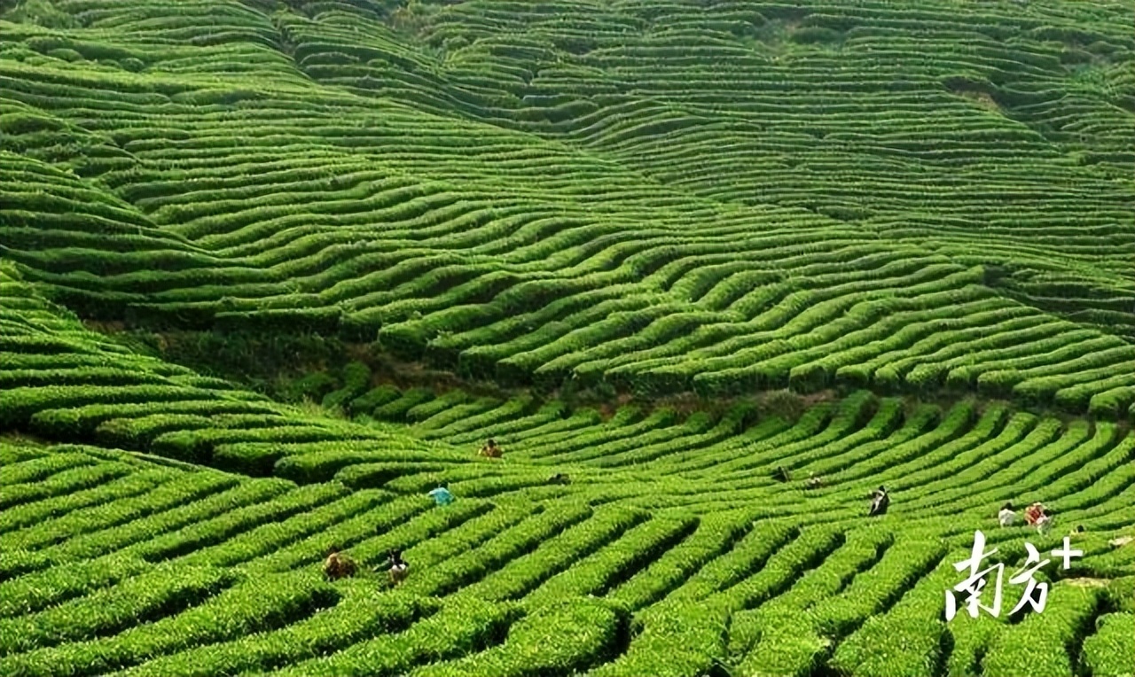 中国茶申遗成功对中国的启示,几大名茶申遗成功