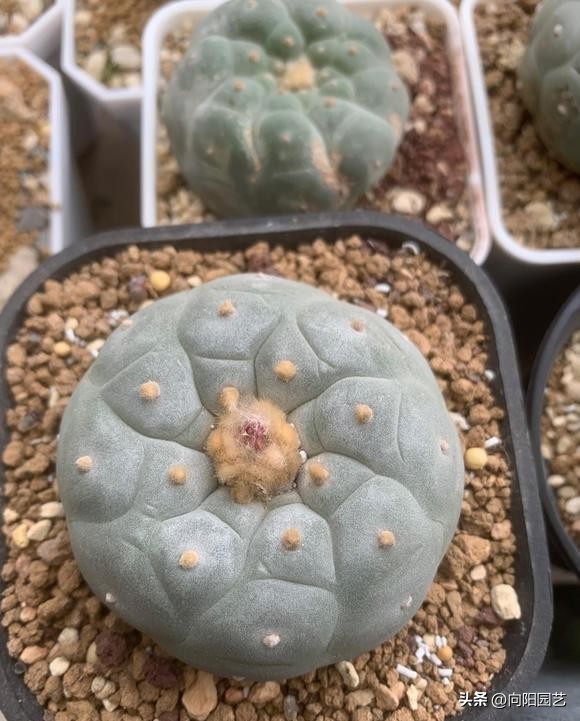 新手养什么仙人球,仙人球难养品种