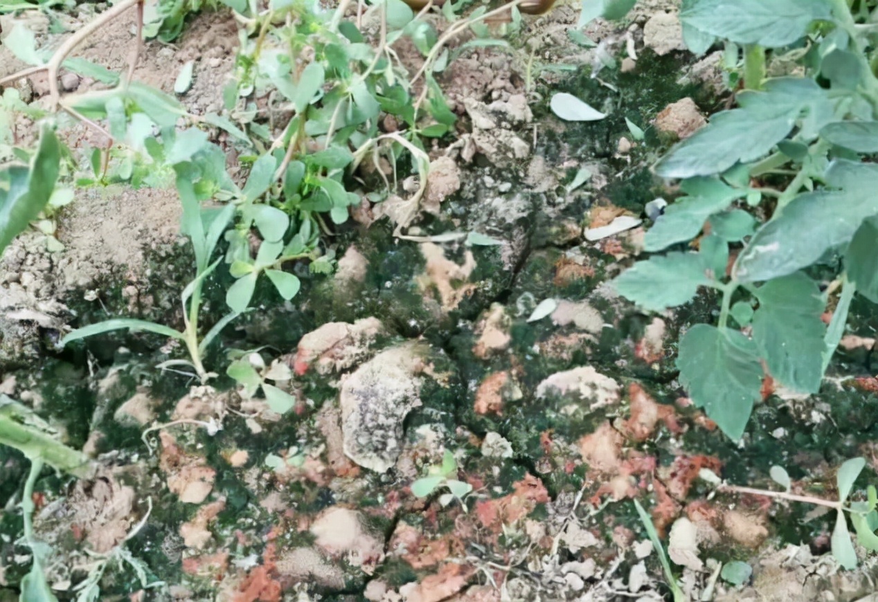 温室大棚有绿苔怎么解决,蔬菜大棚长青苔用什么药