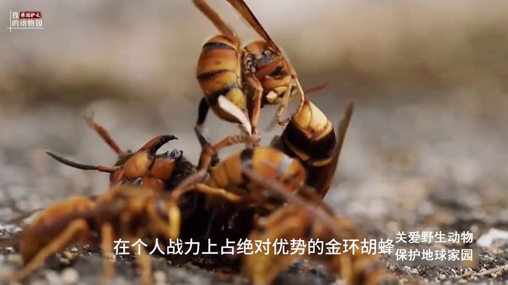 狂蜂怒号，接连遭遇挫败的金环胡蜂通过休养生息，恢复元气