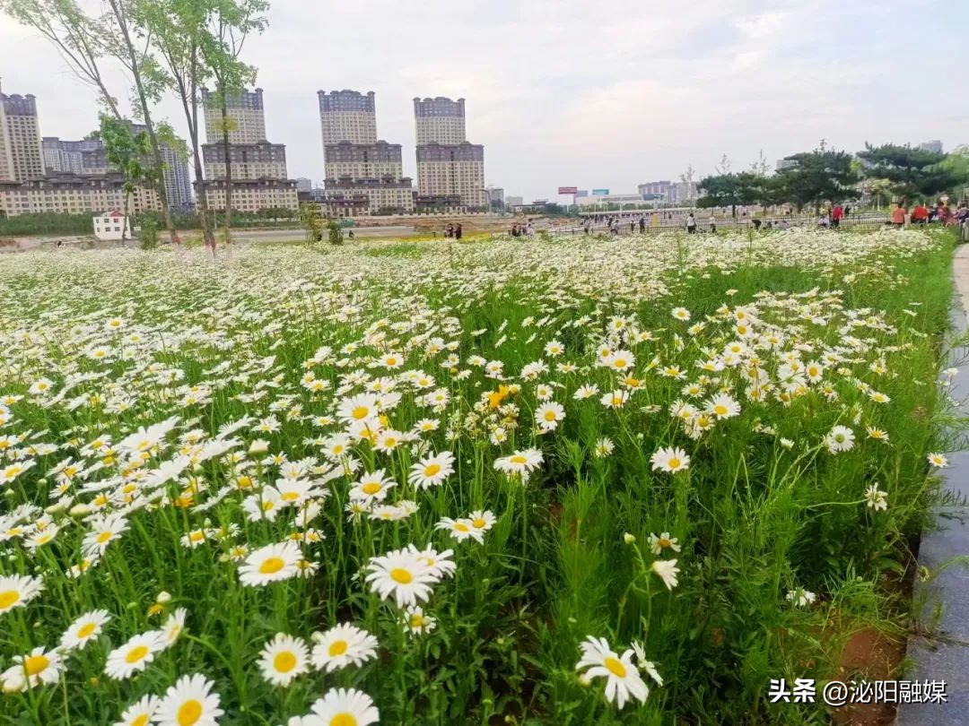 月儿湾跳舞音乐,月儿湾公园跳舞