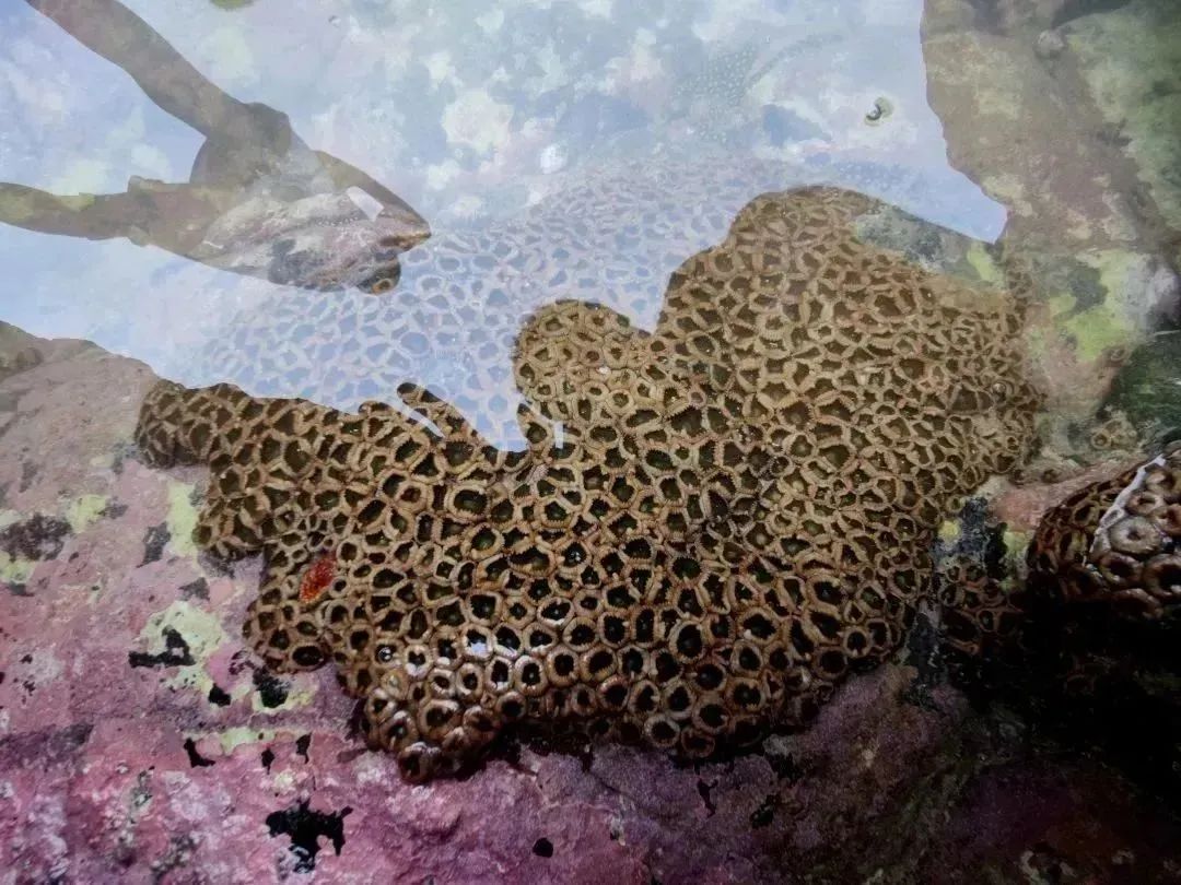 Moments｜创业者的2022：Recharge，劫后新生，海葵复苏了