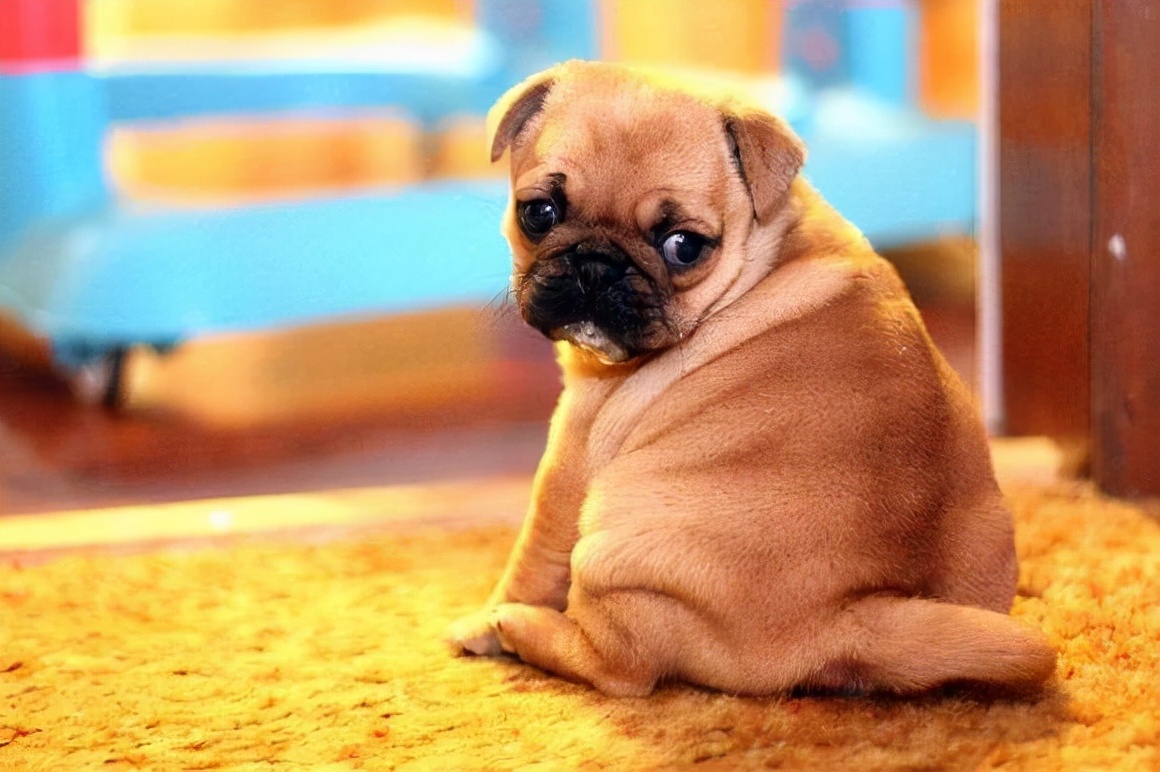 狗狗突然一直舔尿道是有炎症吗,狗狗舔尿液是缺少什么