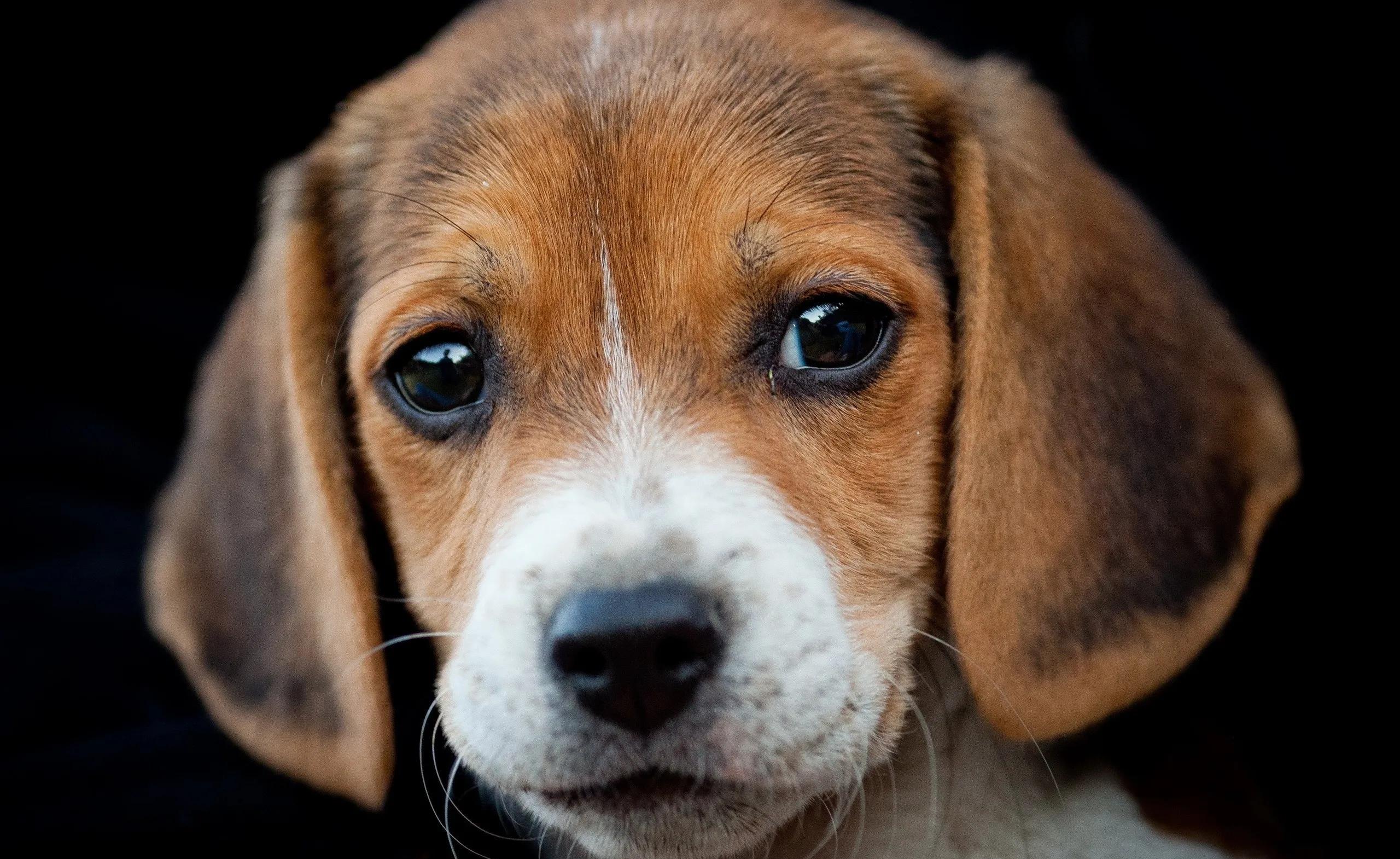 铲屎官十大罪状完整版,狗狗最常见的十种疾病图