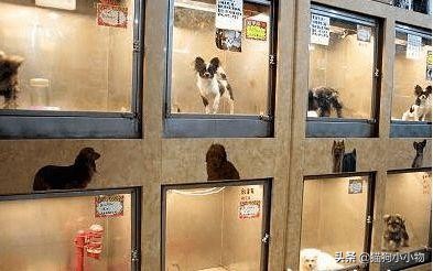 为什么宠物店那么坑,宠物店就是猫咪的地狱吗