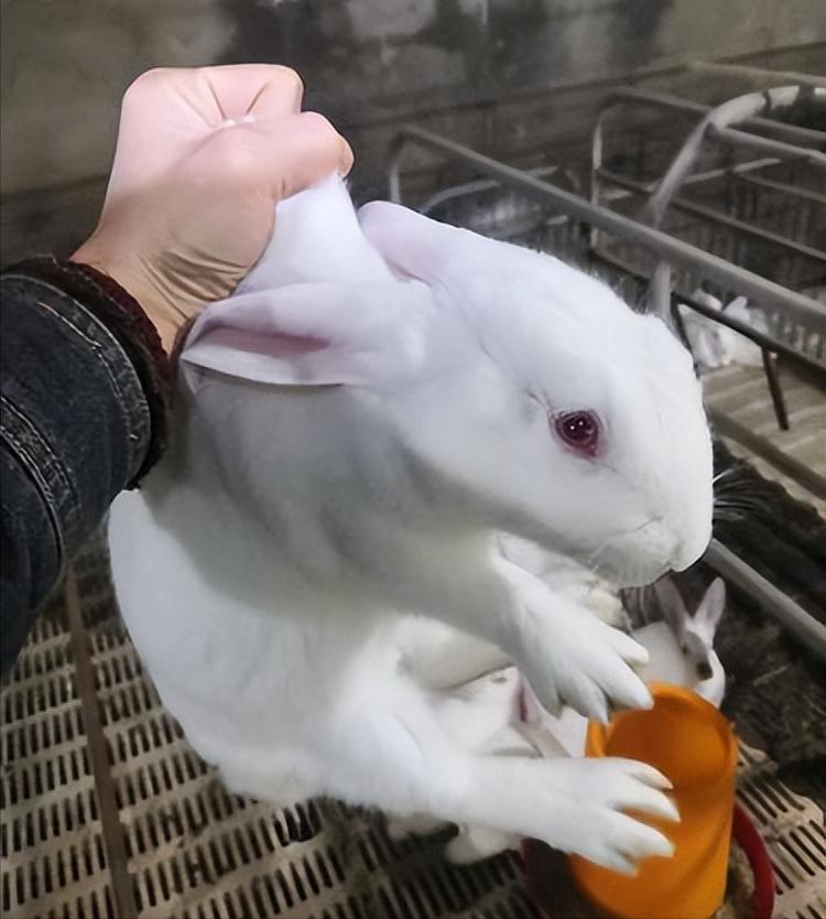 短毛兔和长毛兔小时候的区别,短毛和长毛的区别图片